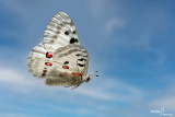 Parnassius apollo