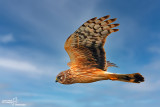 Albanella reale- Hen Harrier (Circus cyaneus)
