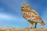 Civetta-Little Owl (Athene noctua)