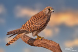 Gheppio -Eurasian Kestrel (Falco tinnunculus)