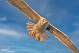 Gabbiano reale-Yellow-legged Gull (Larus michahellis)