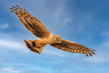 Albanella reale- Hen Harrier (Circus cyaneus)