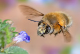 Anthophora plumipes