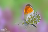 Best of insects in flight