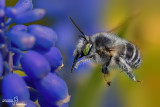 Anthophora plumipes