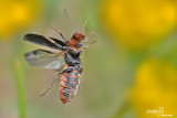 Cantharis rustica