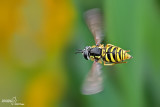 Chrysotoxum cautum