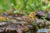 Verzellino- European Serin (Serinus serinus)