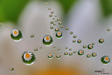 Refraction on Daisy