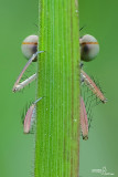 Platycnemis pennipes