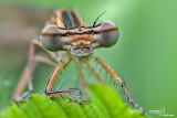 Lestidae - Platycnemididae