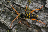 Coleotteri- Coleoptera