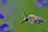 eucera sp05.jpg