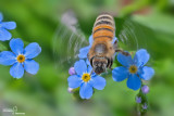 Best of insects in flight