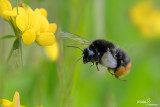 Bombus lapidarius