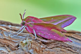 Deilephila elpenor