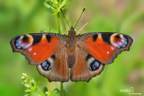 Aglais io 