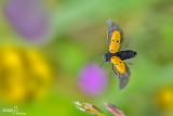 clytra quadripunctata31.jpg