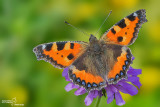 Aglais urticae