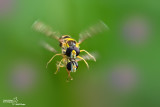 spharophoria scripta84.jpg
