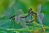 Gomphus vulgatissimus