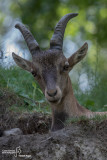 Stambecco-Alpine Ibex (Capra ibex) 