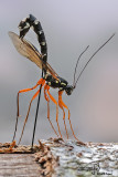 Rhyssa persuasoria