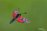 Zygaena carniolica