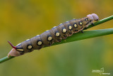Hyles gallii