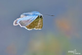 Polyommatus coridon