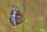 Kanetisa circe
