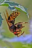 Calabrone - Hornet (Vespa crabro)