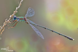 Chalcolestes viridis