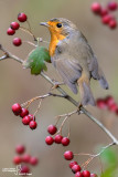 Pettirosso-European Robin(Erithacus rubecula)