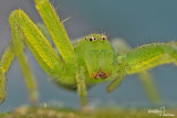 Micrommata virescens