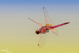 Trithemis annulata
