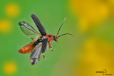 Cantharis rustica