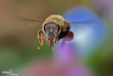 Apis mellifera