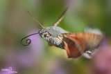 Macroglossum stellatarum