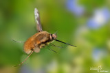 Bombyllus major