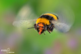 Bombus terrestris