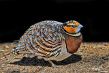 Grandule-Pin-tailed Sandgrouse (Pterocles alchata)