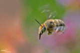 Anthophora plumipes
