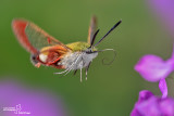 Eteroceri - Moths