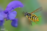 Chrysotoxum cautum