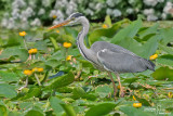 Airone cenerino-Grey Heron (Ardea cinerea)