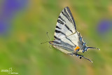 Iphiclides podalirius