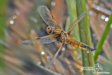 Libellula quadrimaculata