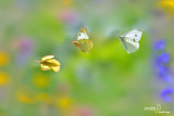 Colias alfacariensis
