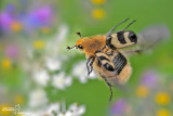 Trichius fasciatus